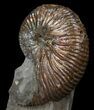 Hoploscaphites Brevis Ammonite - South Dakota #44022-1